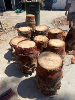 Free palm tree trunk