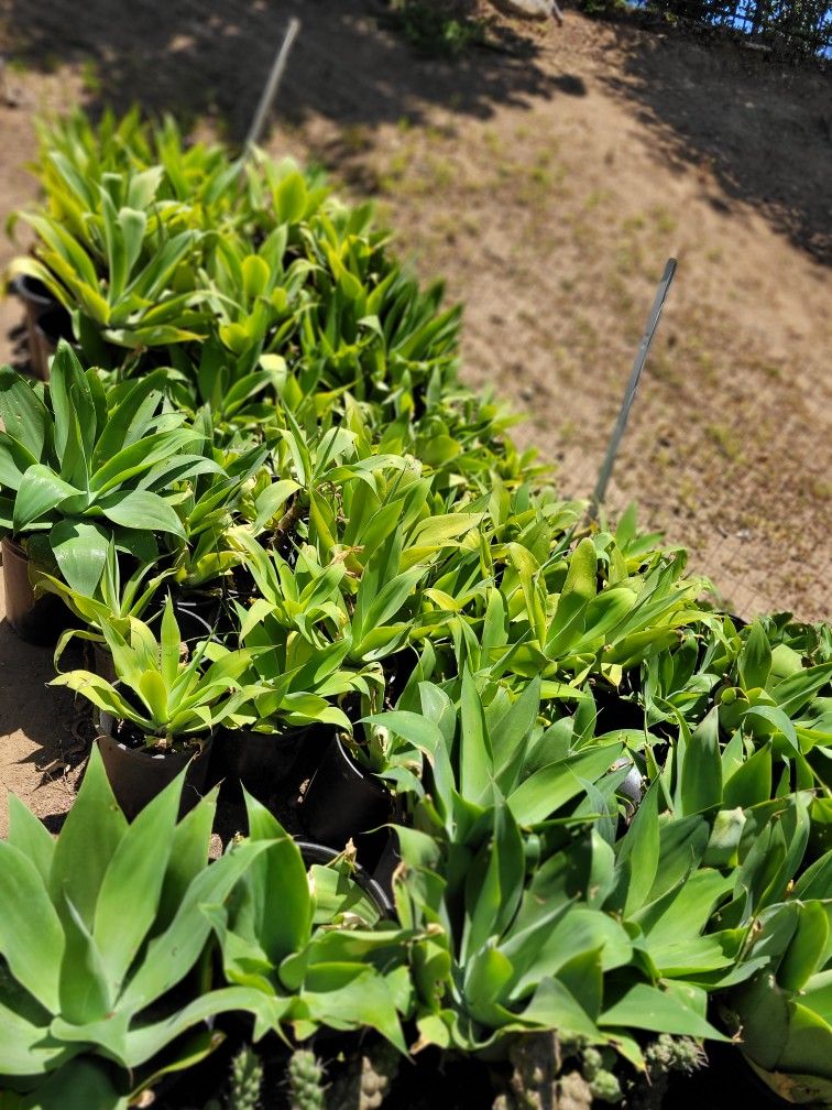Very large foxtail Agave for sale. All sizes.