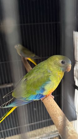 Bird Cage