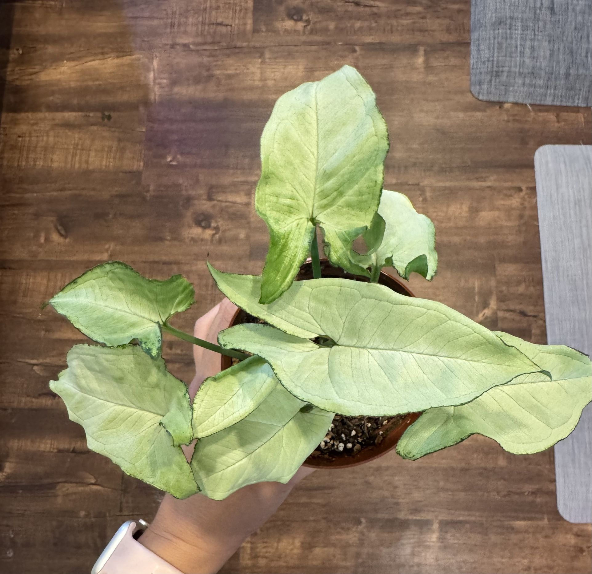 White Butterfly Syngonium