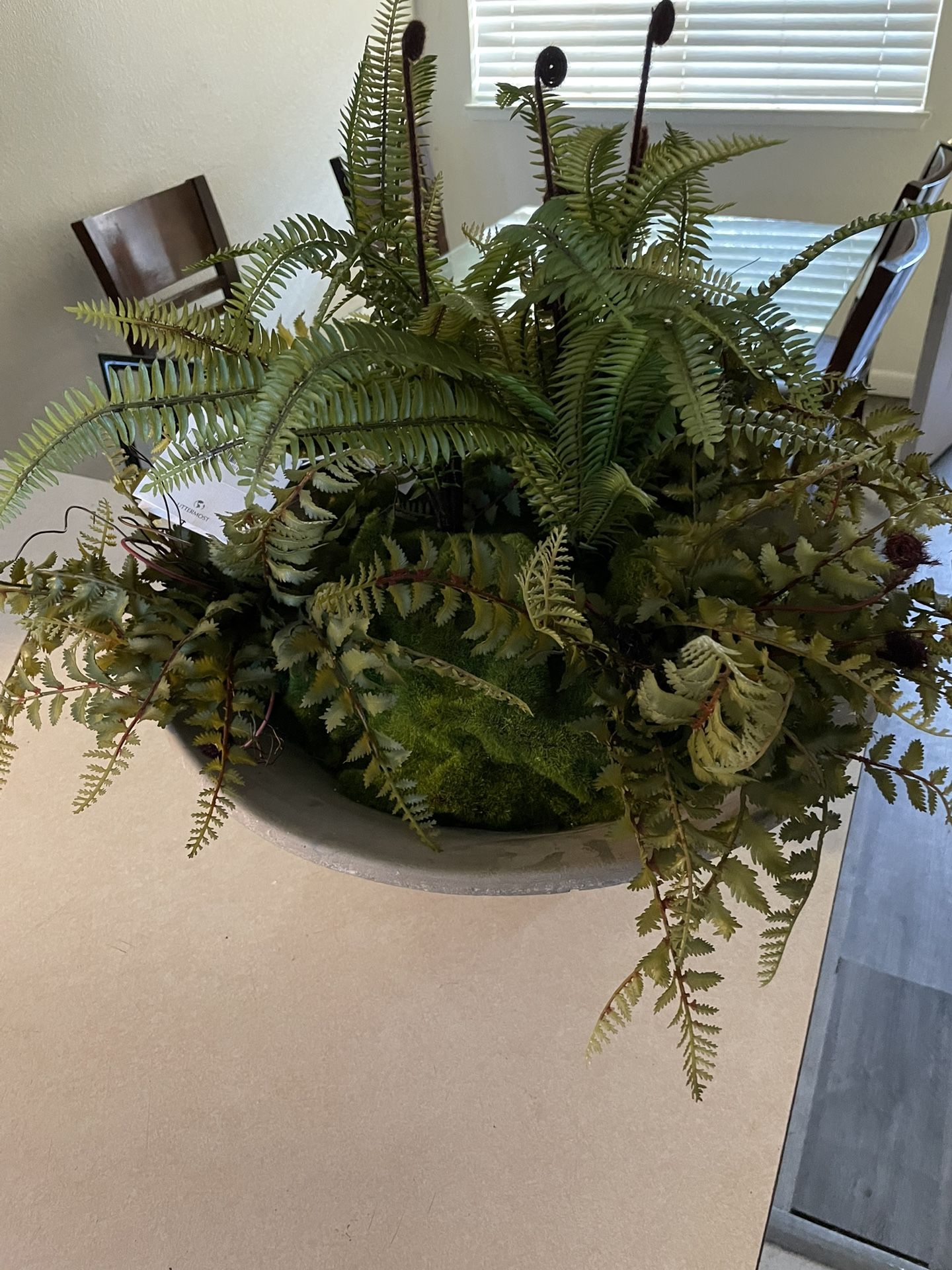 Fern Plant ( read description)
