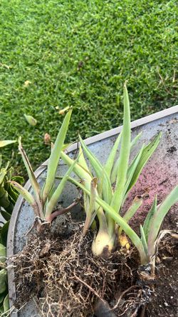 Plant