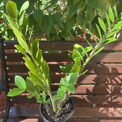 Big and beautiful Zz (Zamioculcas zamiifolia) Plant 🪴 