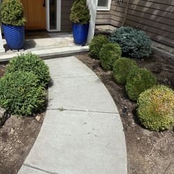 Box Hedge shrubs- Free 
