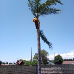Palms Trimming Poda De Palmas