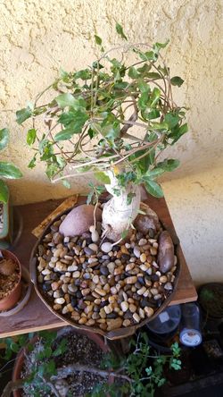 Fockea Edulis Bonsai (Rare) for Sale in Ontario, CA - OfferUp