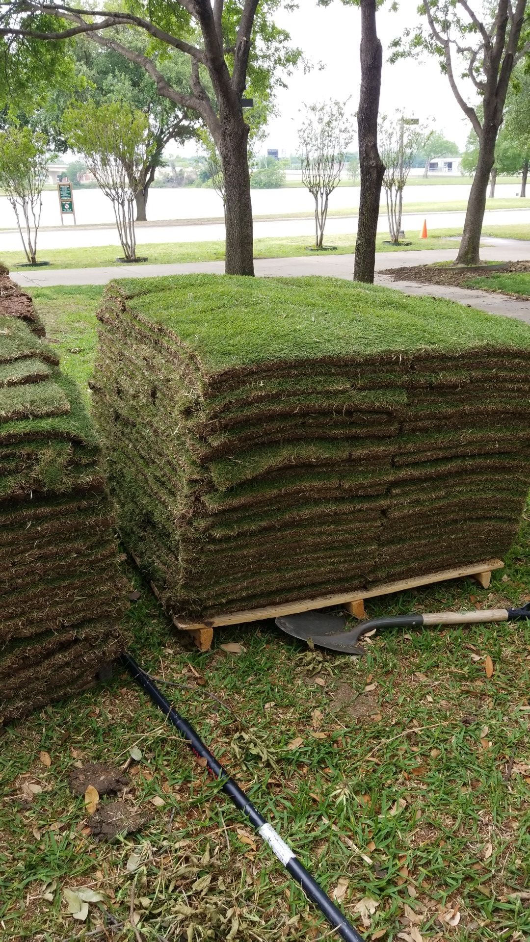 2 paletas de pasto zoysia
