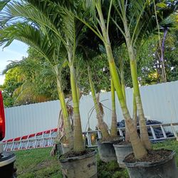 Christmas Palms  About 8 Feet Tall Instant Privacy Hedge For Fence 