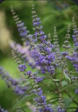 Arabian Lilac (Vitex Trifolia)