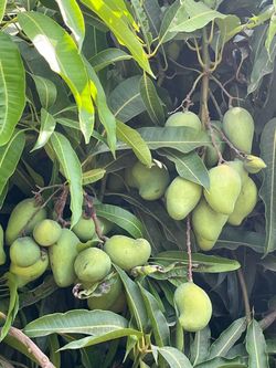 Mango criollo.  4$.  Libra