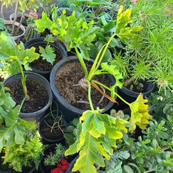 Philodendron Plant 🪴  