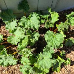 Rhubarb Plants