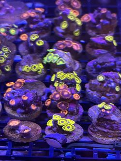 Fake Fish Tank Decoration