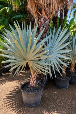 Bismarck Palm (Bismarckia nobilis) – Silver Form