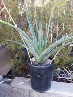 Aloe Vera