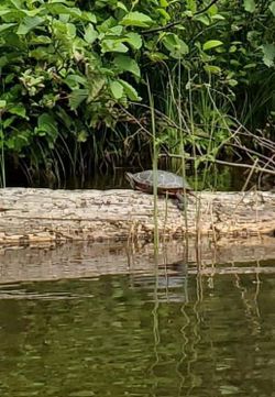 ISLAND LAKE-NORTHERN WISCONSIN PICTURE