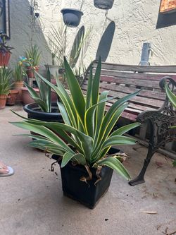 Maguey (Agave)
