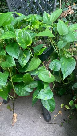 Plants/. Money plant rooted and ready for office or home
