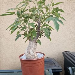 Brachychiton Bidwillii