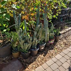 Cactus Cactus Great For POTS OR Planting In The Yard...Blue Montrose  6 Inch White Flowers  $25--$35 each