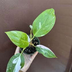 4” Philodendron White Princess W / Pink