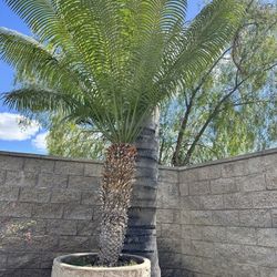Sago Palm Tree