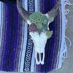 Succulent Bull Horns Decor