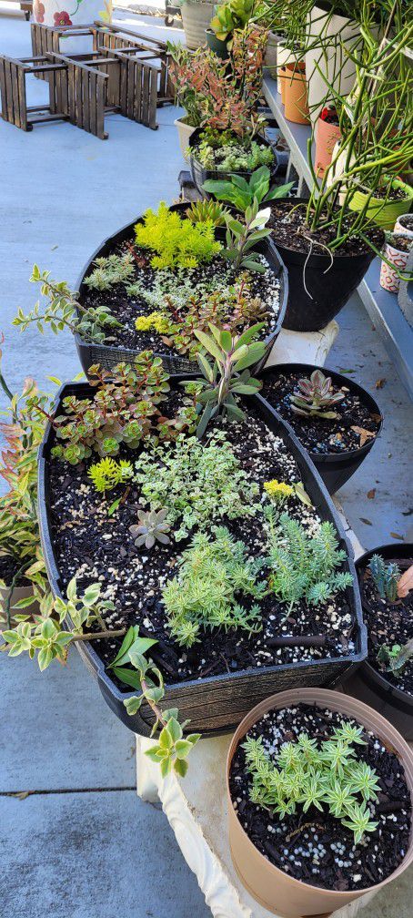 Assorted Succulents And Dish Gardens 