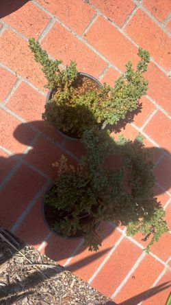 Little nana juniper plants both shown for $7