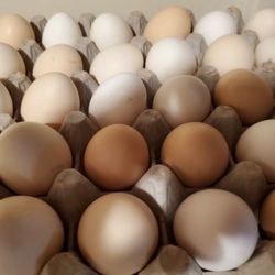 Fresh Organic Chicken Eggs 5.00 A Doz. 