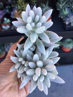 Succulents 2.5”