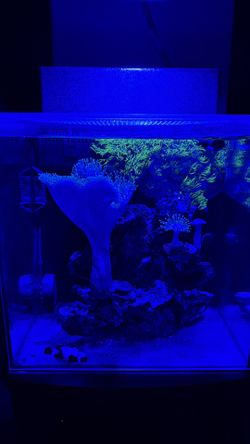 Aquarium rock with coral need to sell moving