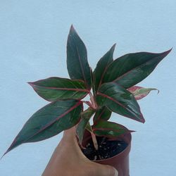 Siam Aglonema House Plant