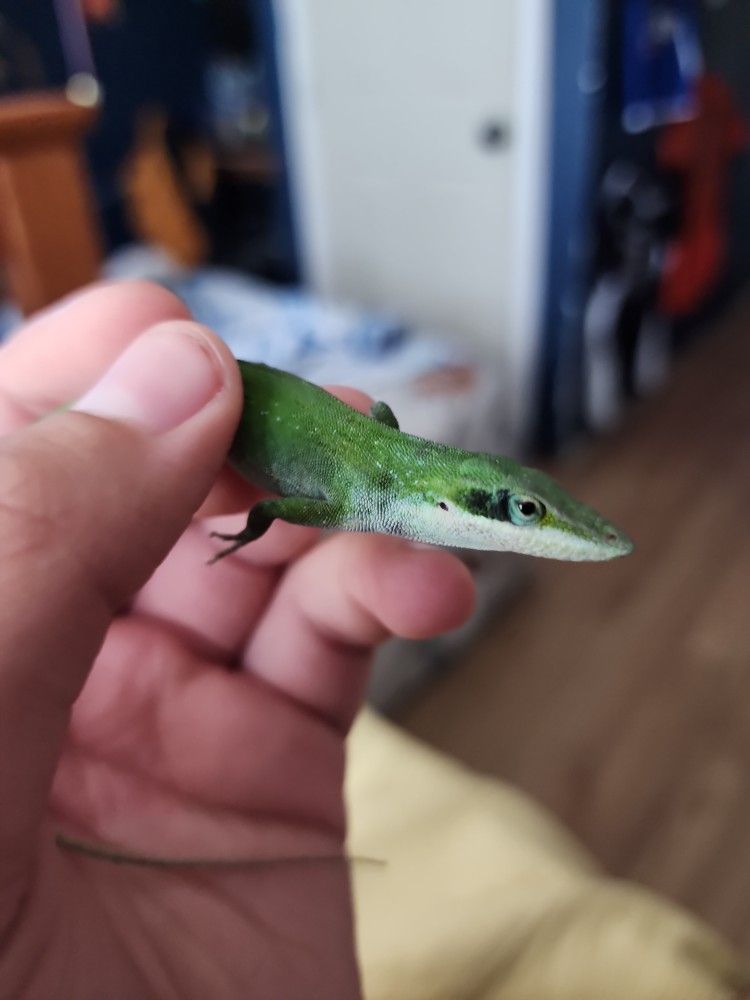 Green Anole