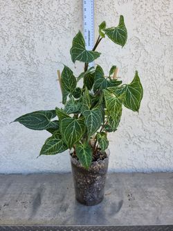 Syngonium Batik Plant on trellis