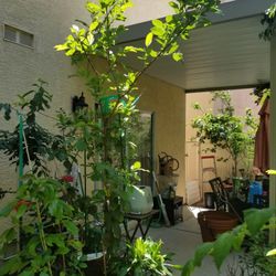 Guava tree/ Ruby Supreme Guava 