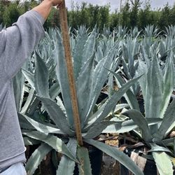 blue agave 