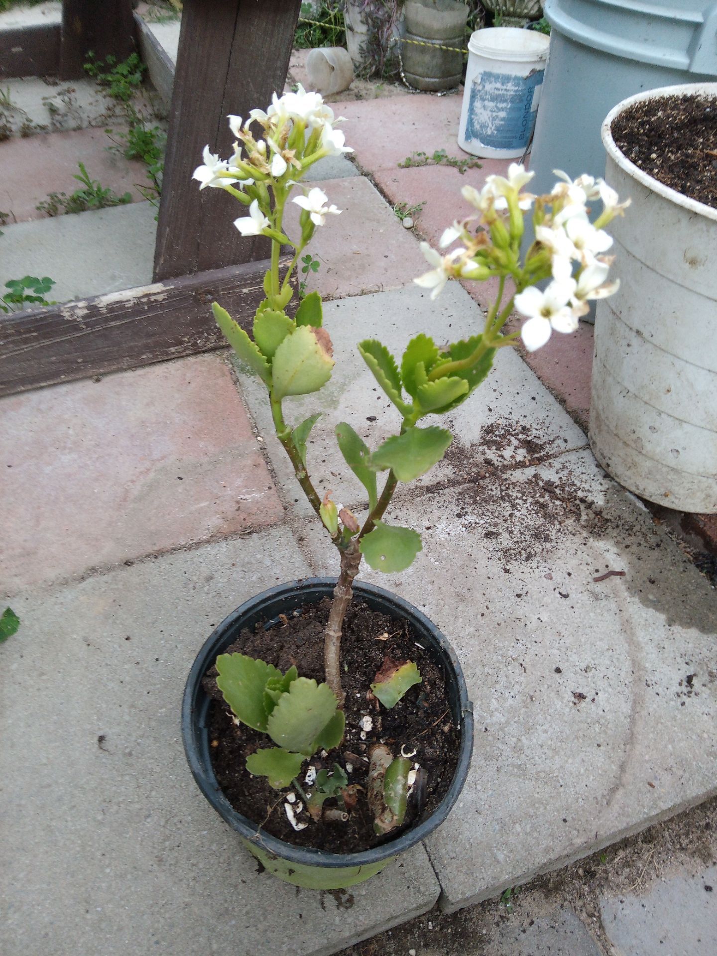 Calanchoe