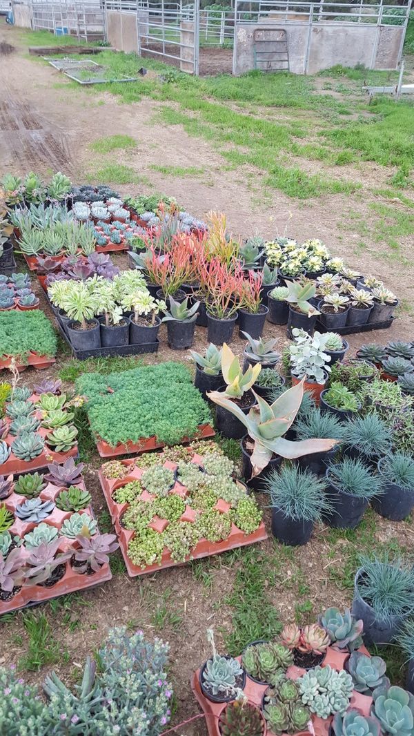 A&A Succulents and cactus for Sale in Brentwood, CA - OfferUp