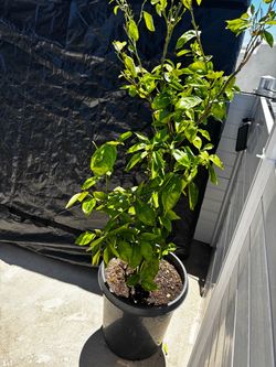 Grapefruit Fruit Tree
