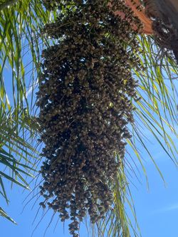 Queen palm seeds