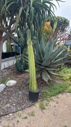 Peruvian Apple Cactus