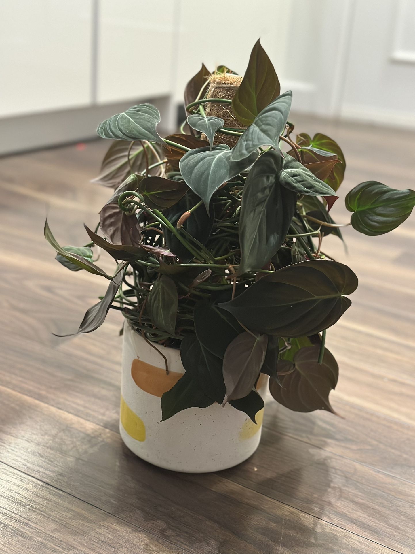 3ft Velvet Leaf Philodendron Micans