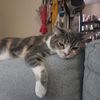 Simon