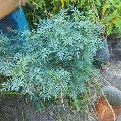 Ruda Mexicana