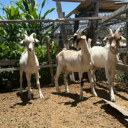 Milpa Para Chivos