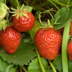 XL Strawberries Bare Root Plants With Runners
