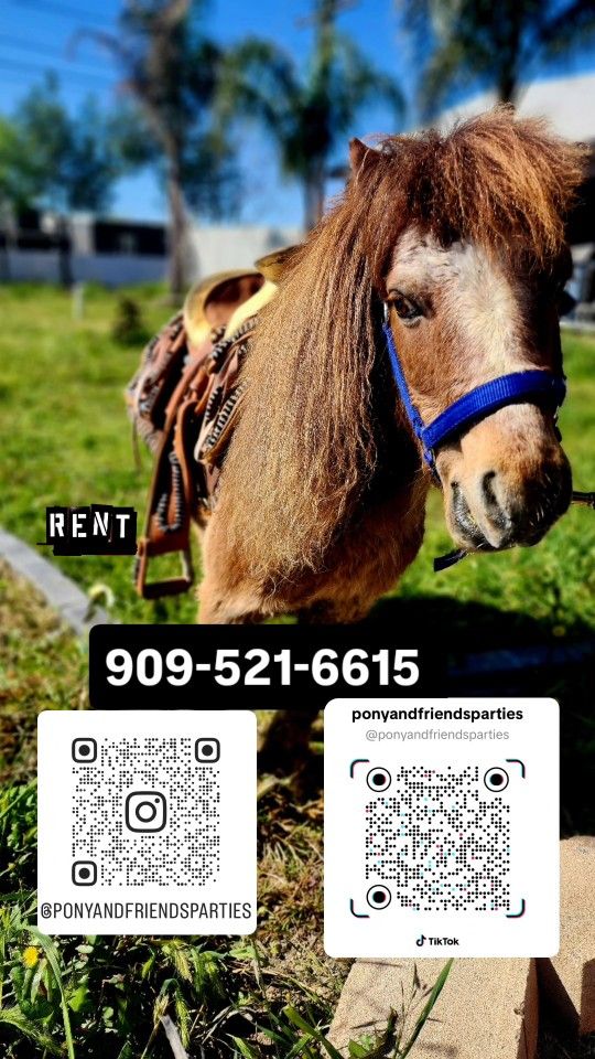 Kids Mini Saddle Pony