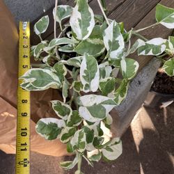 Pothos N Joy 6” Pot; Exact Plant $25 Price Firm, 95820