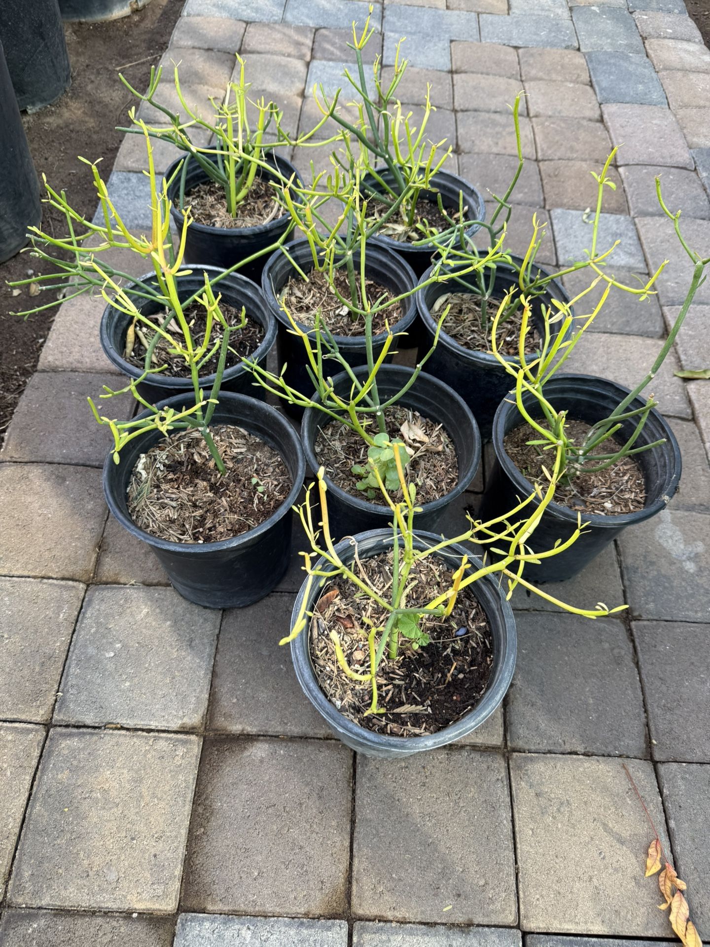 Pencil Firestick Succulent Plant And Tools  In One Gallón $10 Each Price Firm